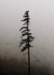 A lone tree