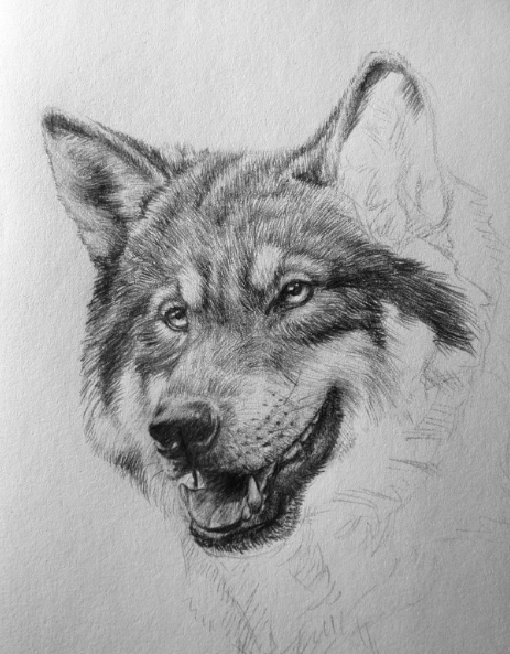 Wolf WIP