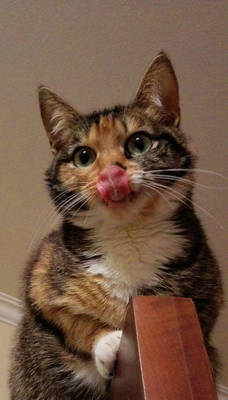 Caramel shows tongue