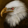 red eyed eagle