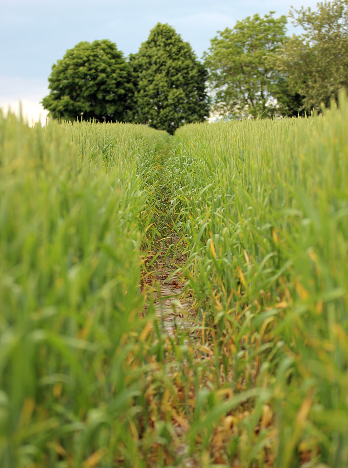 Fields Of Green