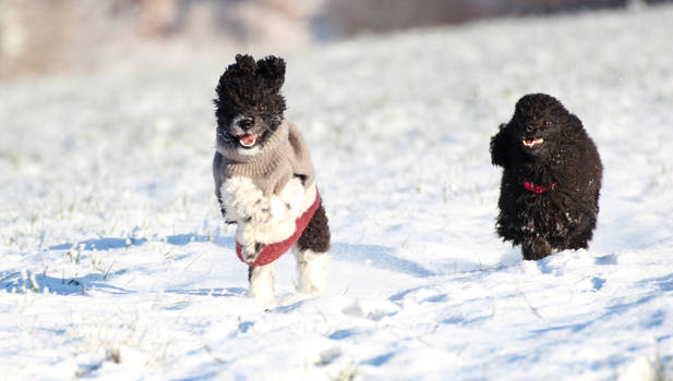 Poodles Playing In Snow