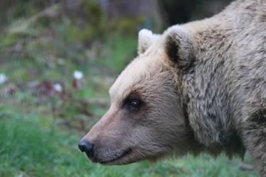 Curious Bear