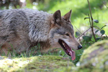 Wolf Gaia Sneaking