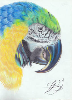 Macaw