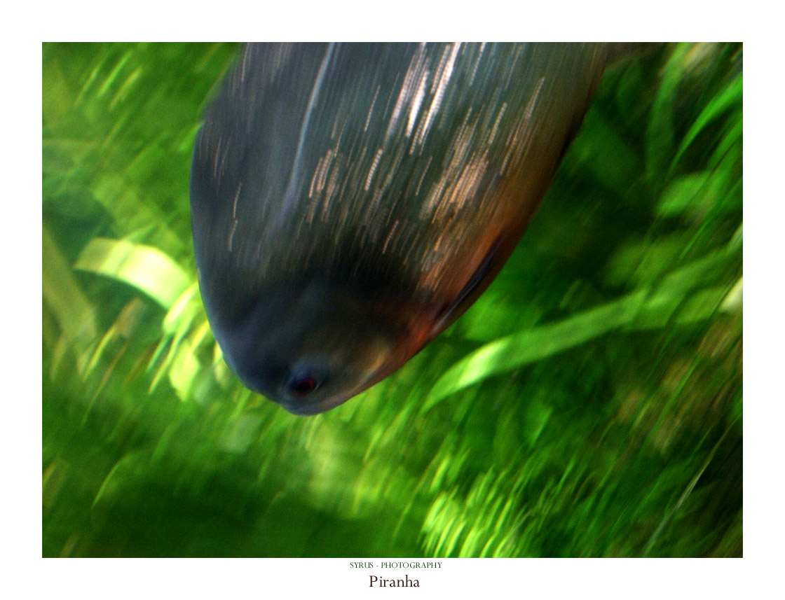 photo Piranha