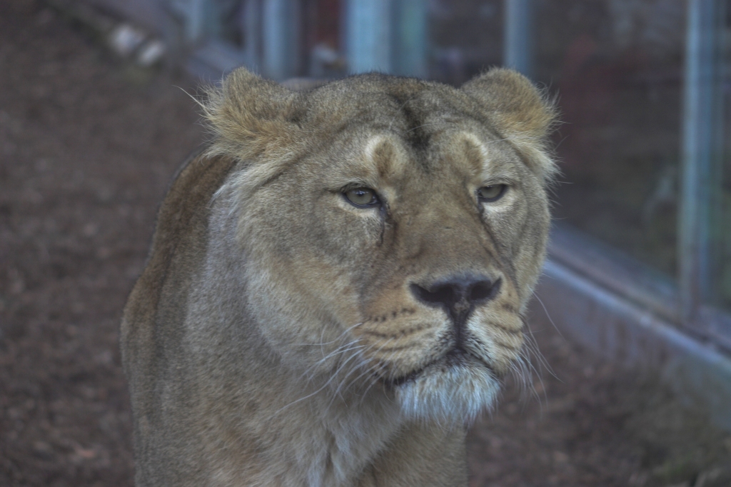 Lioness Unimpressed