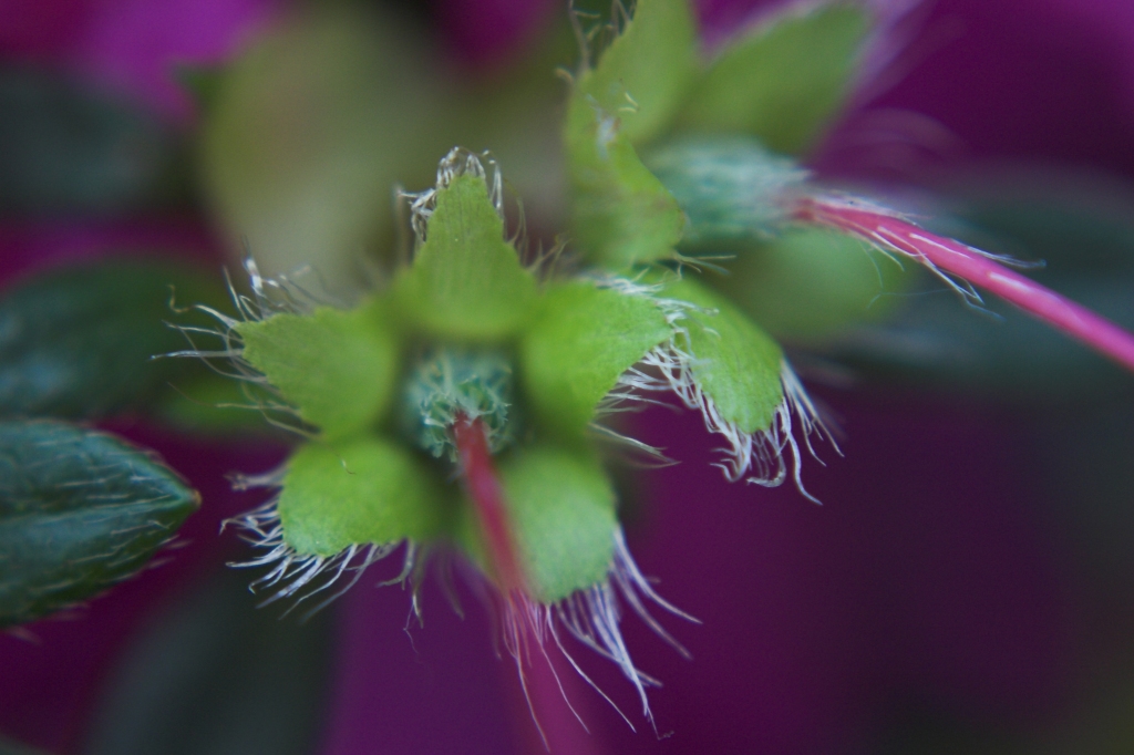 Trifid