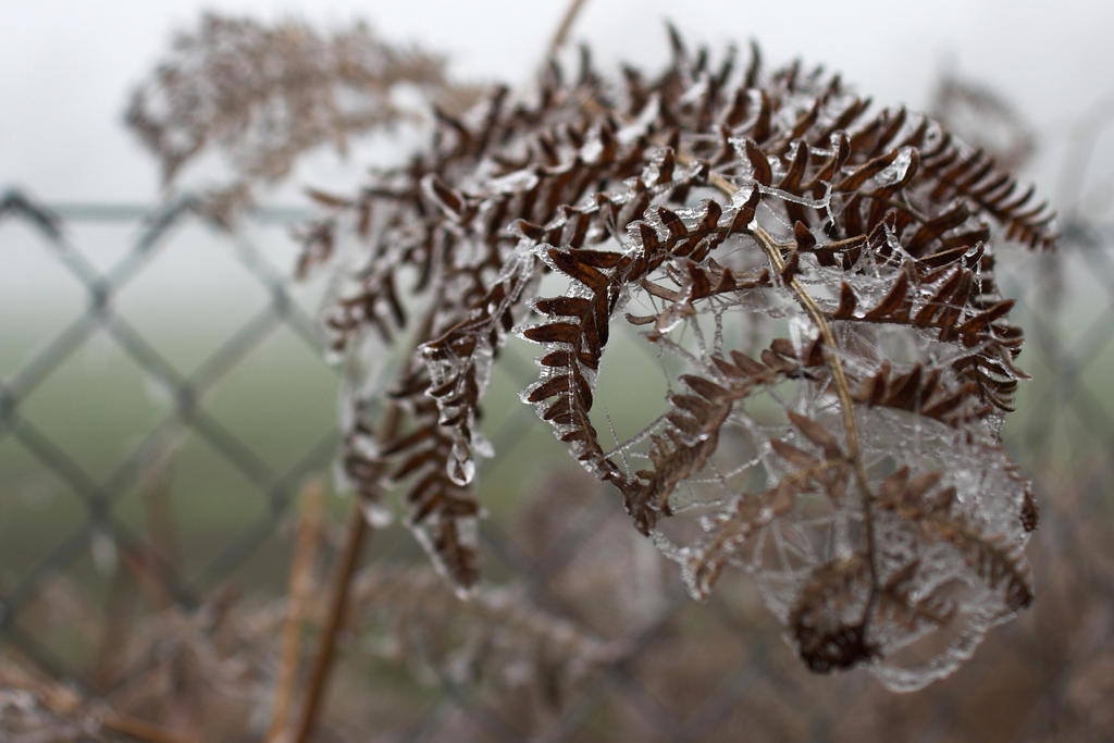 Frozen Fern