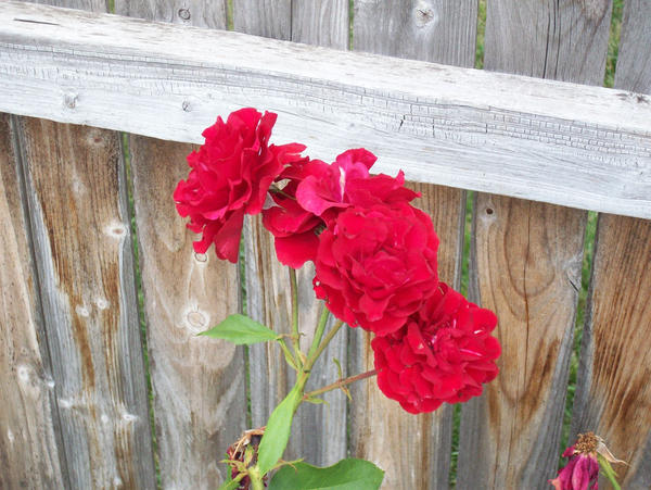 Red Roses by DJinvasion21 on DeviantArt