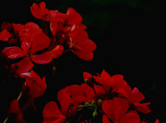 Night Flowers