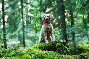 King of the forest