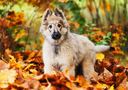 Silver tervueren puppy