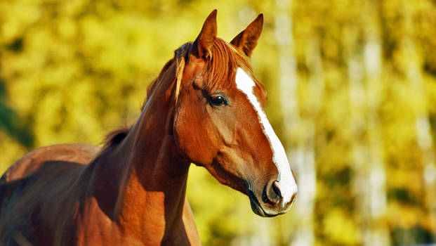 Autumn horse