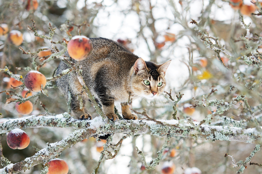 Frozen apples