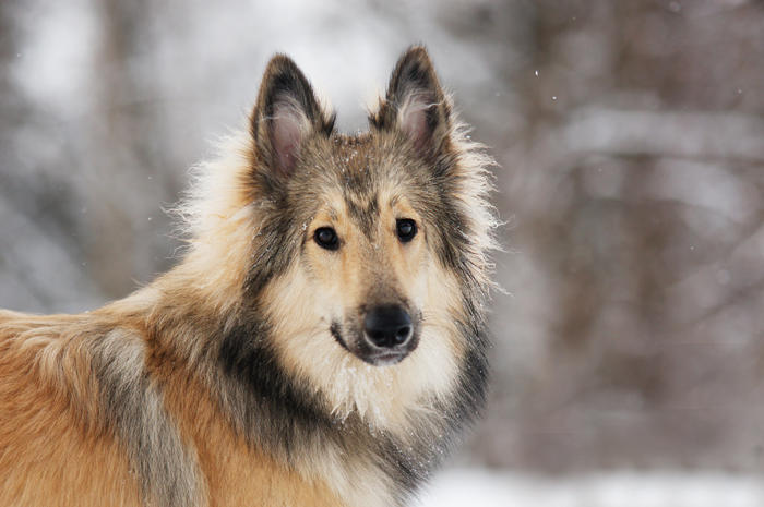 Simo Dog Simo from the front by blackmaster111 on DeviantArt