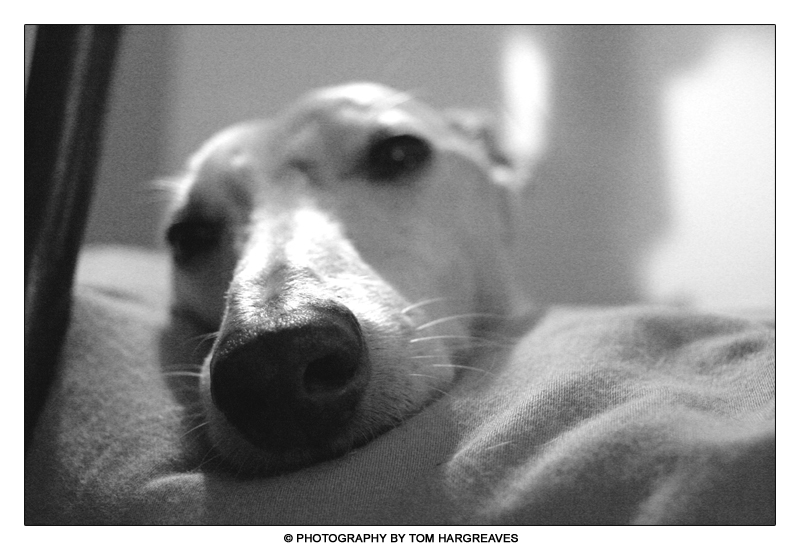 Resting Whippet