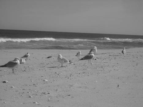 Black And White Seagulls