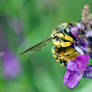 Bee II