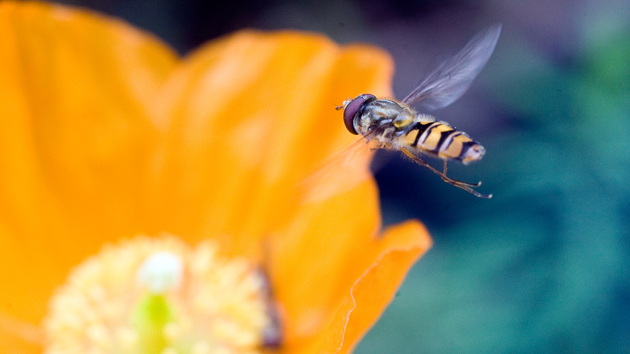 Hoverfly V