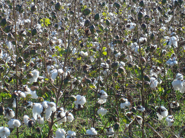 Cotton II