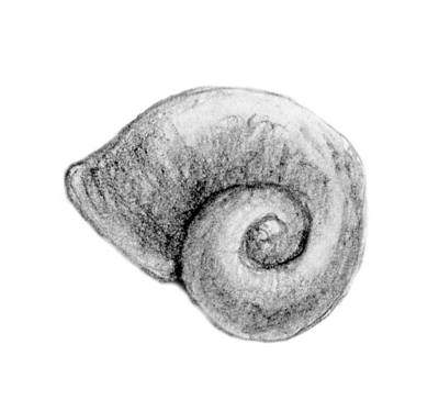 Red Snail Shell Drawing Snail shell by jd84 on DeviantArt