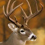 Whitetail deer