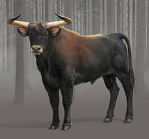 The Aurochs