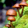 Family of Mushrooms