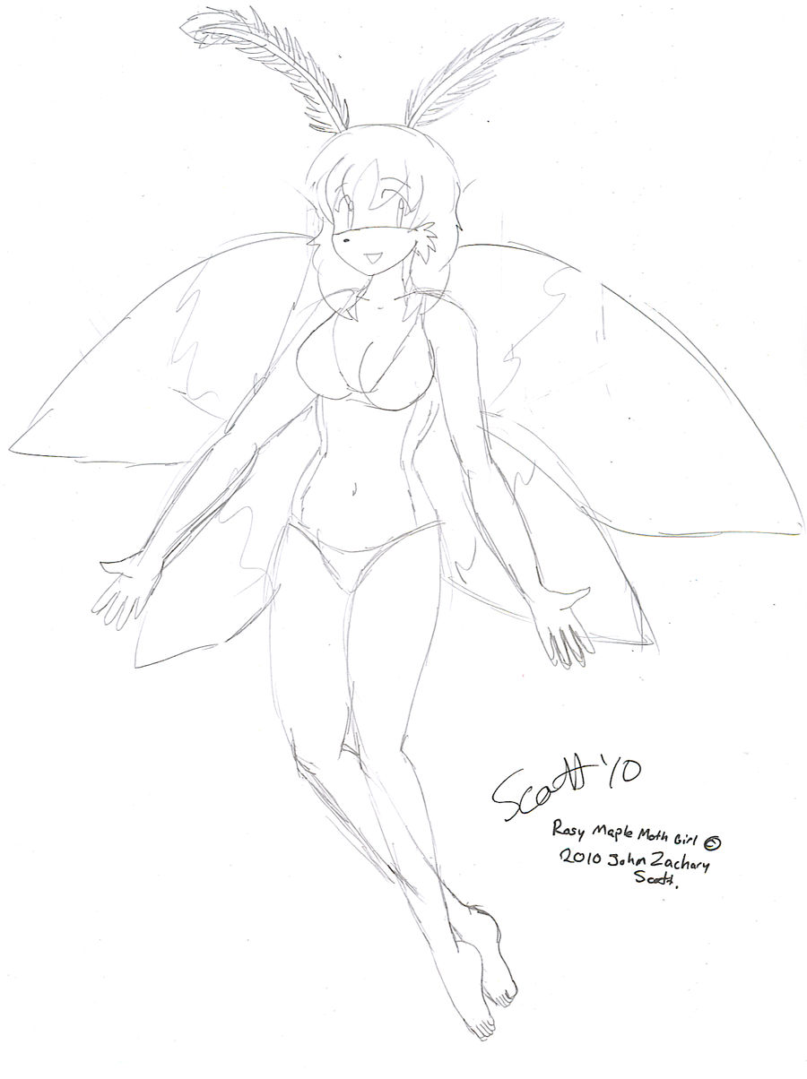 Rosy maple moth sketch