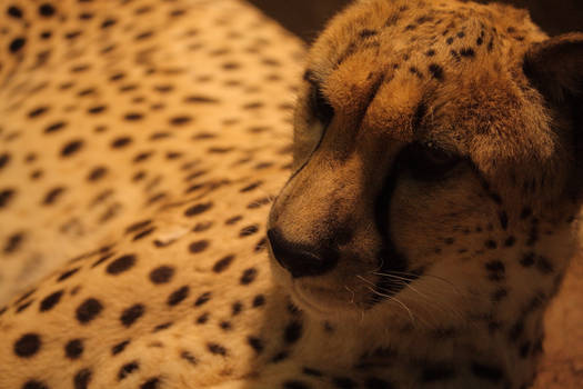 Milwaukee Zoo - Cheetah