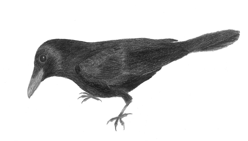 Corvus corone