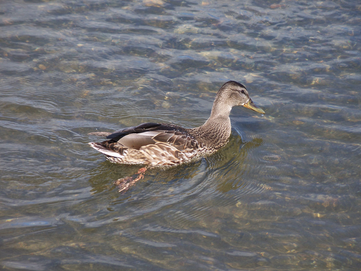 A Duck