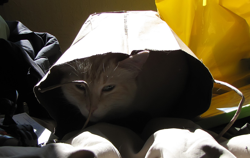 Oscar in a Bag I