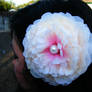 White and Pink Flower Clip