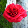 Red Velvet Rose Clip brooch