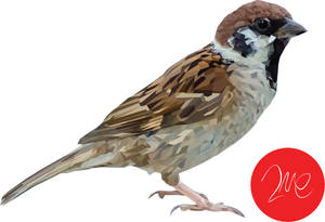 Sparrow