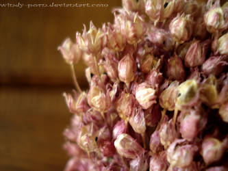 Retro Garlic Flowers