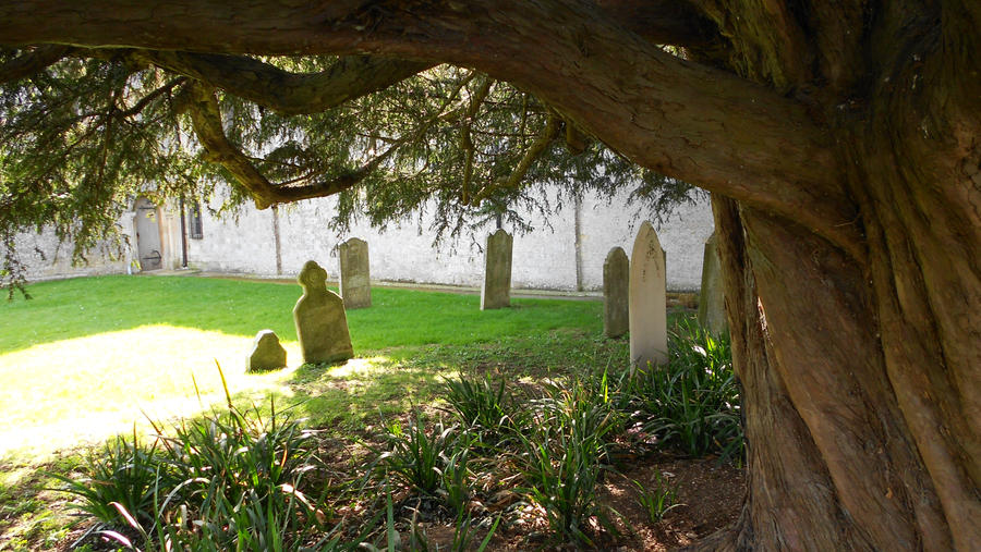 The grave tree