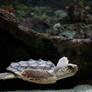 Sea Turtle 01
