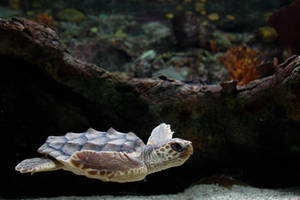 Sea Turtle 01 by blckbaronstock