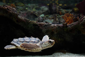Sea Turtle 01 by blckbaronstock Sea Turtle 01 by blckbaronstock