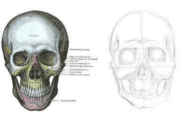 skull study