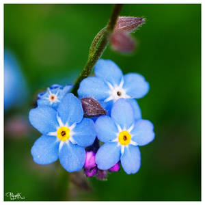 forget-me-not VII
