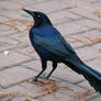 Male Great-Tailed Grackle II