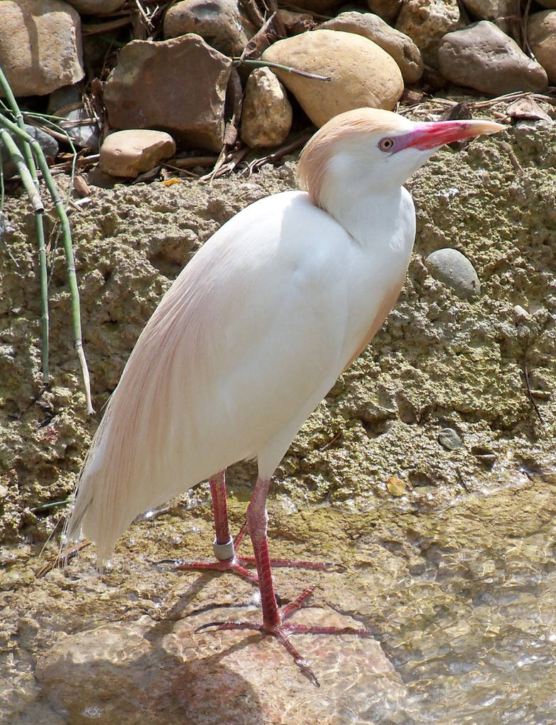 Breeding Plumage Cattle Egret