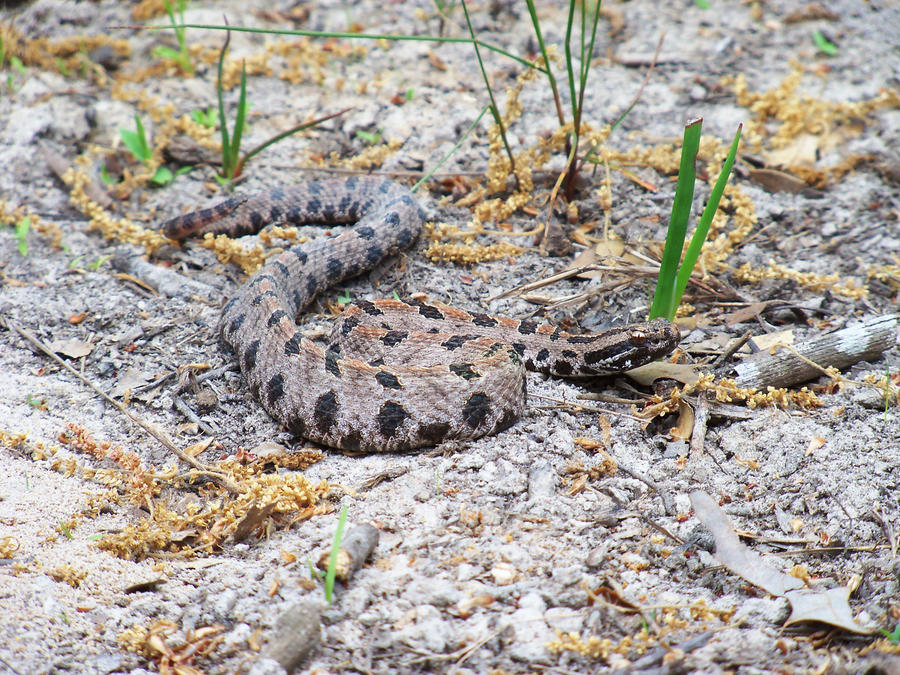 Pygmy Rattler by austringer on DeviantArt