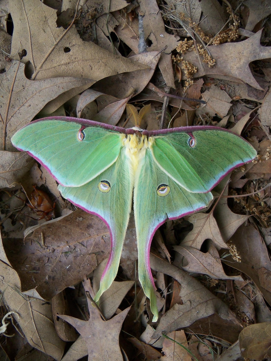 Luna Moth