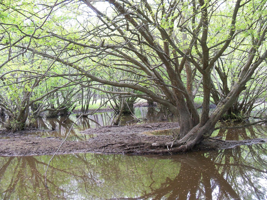 Under the Swamp Canopy