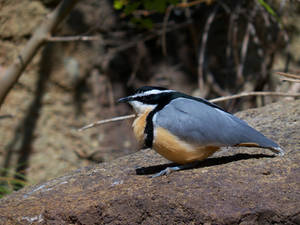 Egyptian Plover